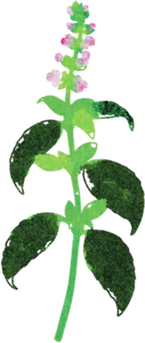 Basil illustration by Nick Perr