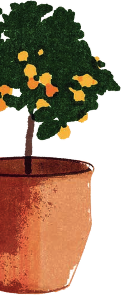 Potted citrus tree illustration by Nick Perr